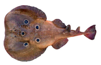 Torpedo torpedo_05.jpg